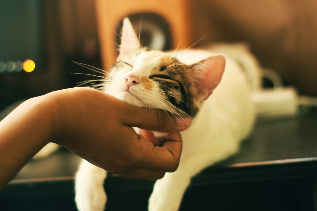 Introducing a New Pet to Your Home: A Step-by-Step Guide