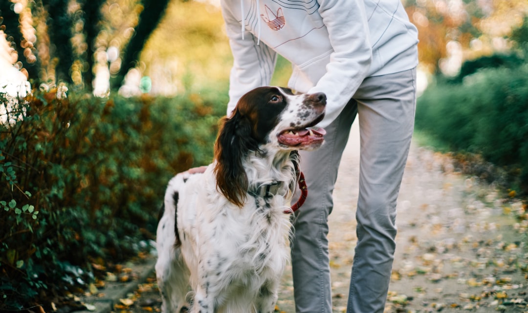 Top Apartment-Friendly Dog Breeds