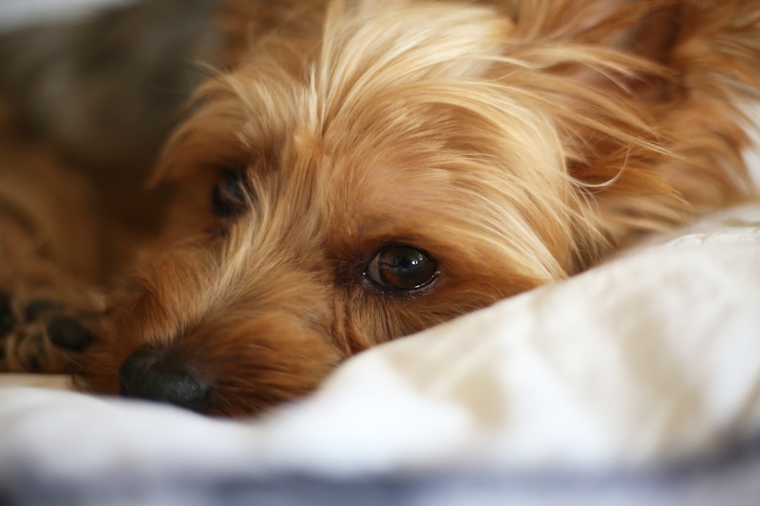 Top Picks: Best Dog Food for Sensitive Stomachs