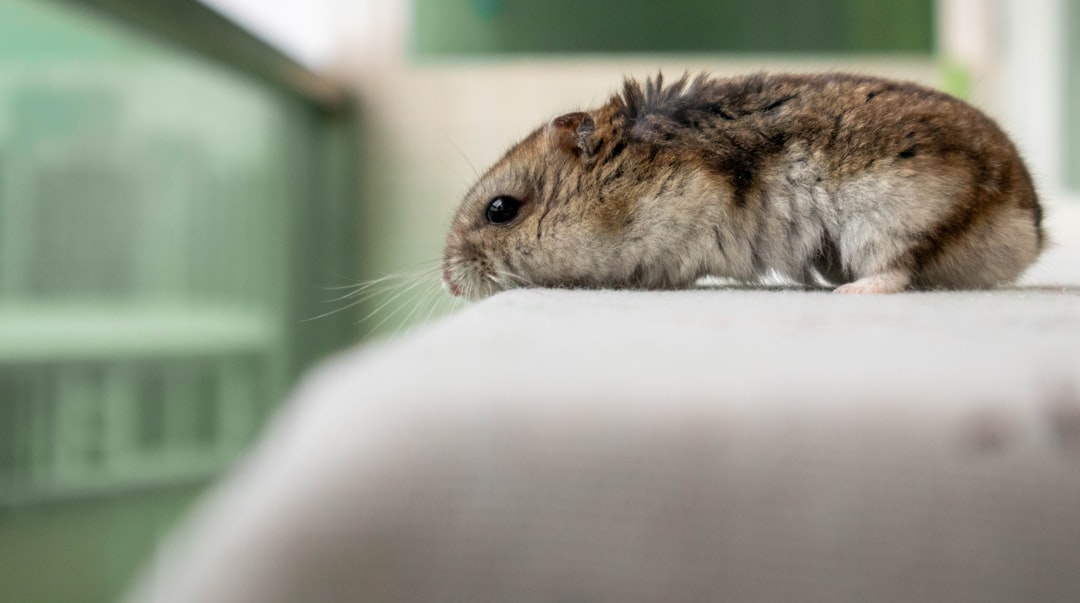 Photo Hamster habitat